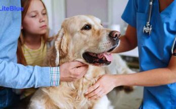 How much is pet insurance